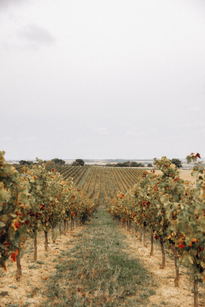 Domaine de la Tuilerie - Famille Pellefigue - Gers